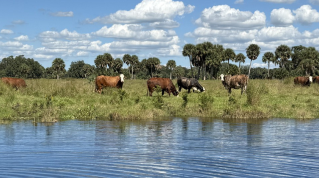 UF/IFAS Livestock Working Group Hosts Environmental Lands Program on Kissimmee River
