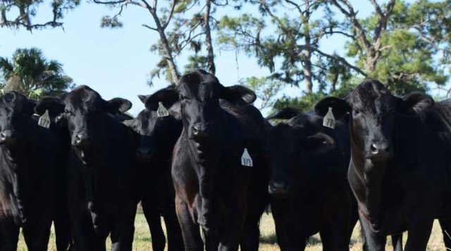 Developing Quality Florida Heifers