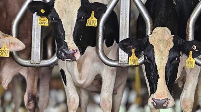 UF Dairy Production Conference Goes on the Road