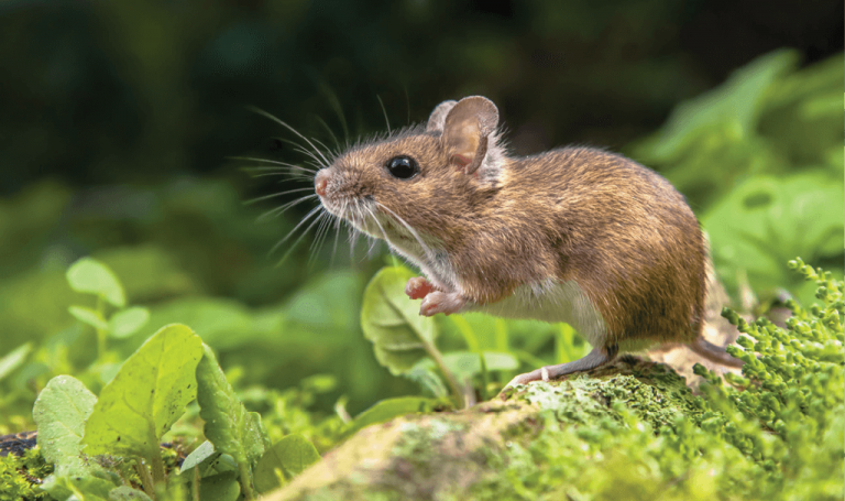 The Sudden Change and The Deer Mouse - UF/IFAS One Health