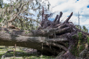 Big oak tree ripped from the ground due to hurricane winds
