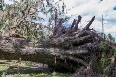 Special Entry: Hurricanes And One Health - Uf Ifas One Health