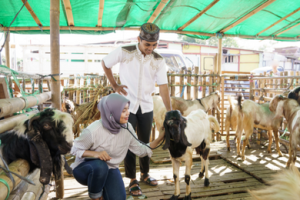 Veterinarian examining a goat