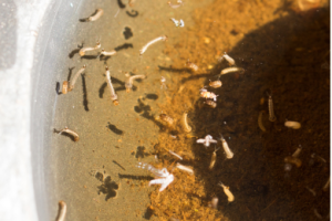 Mosquito larvae floating in standing water