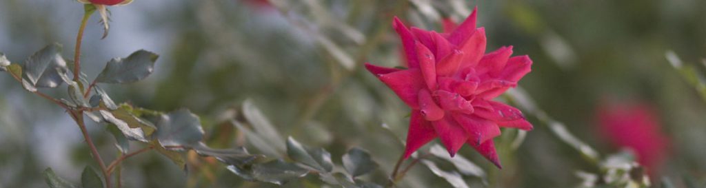 Old Garden Roses for Central Florida - UF/IFAS Extension Orange County