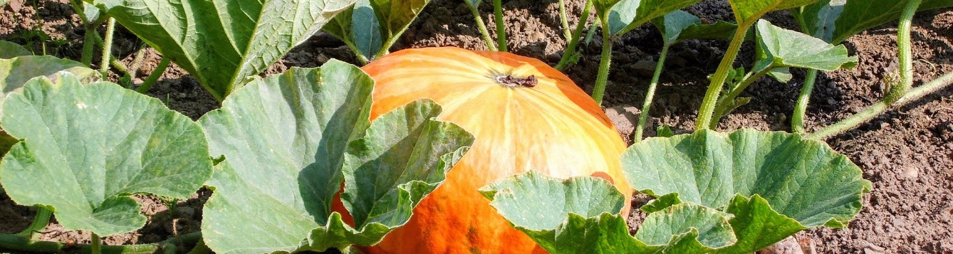 seminole pumpkin
