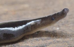 New Guinea Flatworm eyes