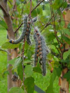 yellow necked caterpillar
