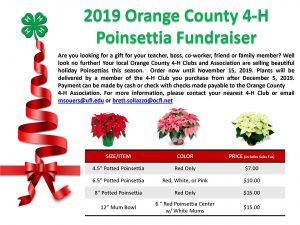 poinsettia fundraising annual event poinsettias ifas gifts
