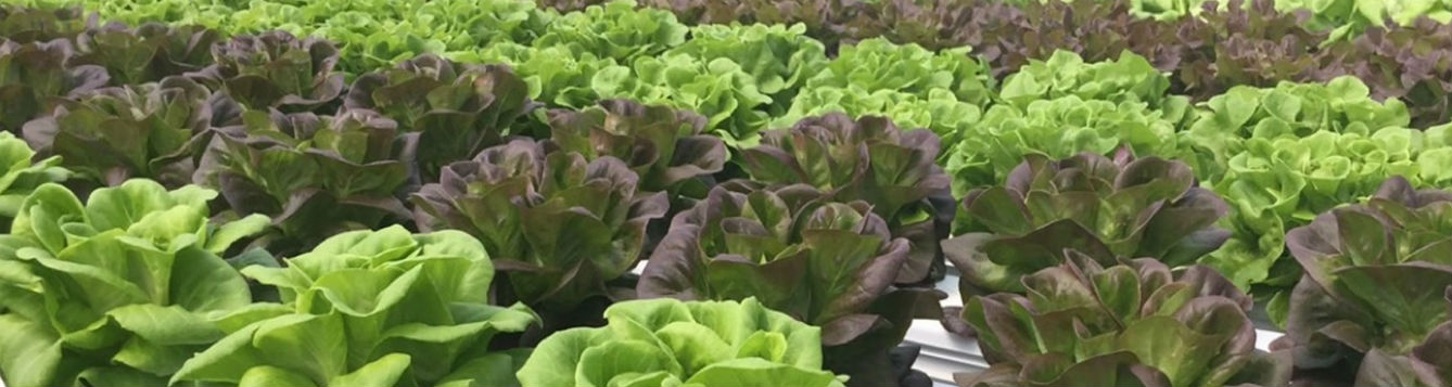 lettuce