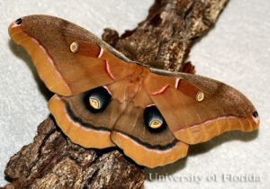 polyphemus moth