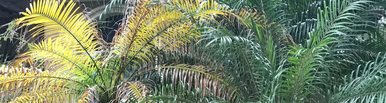 what-caused-this-severe-nutrient-deficiency-on-pygmy-date-palm-uf