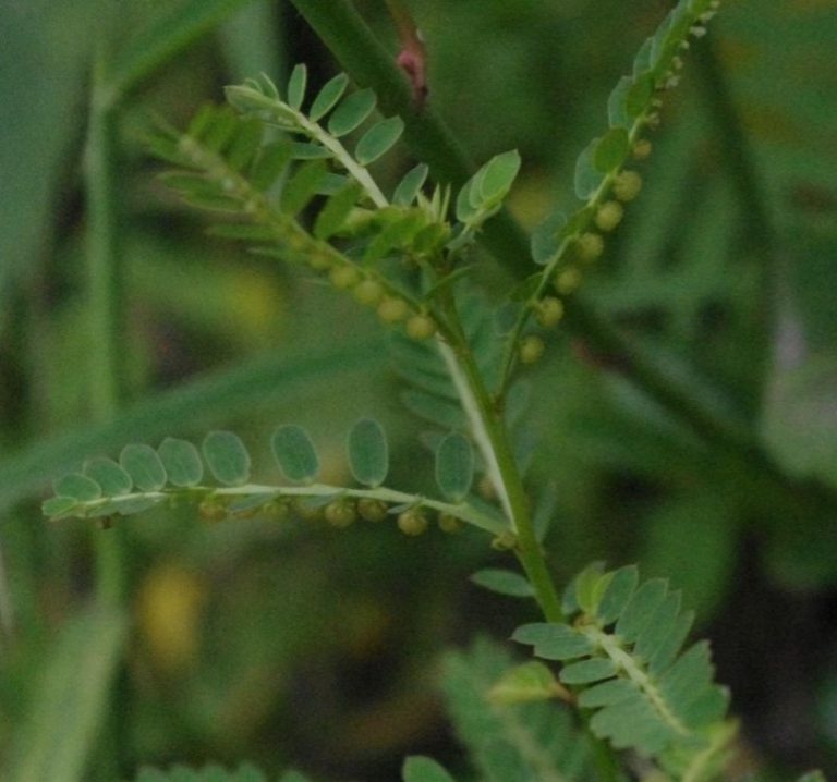 Weed Wars UF/IFAS Extension Orange County