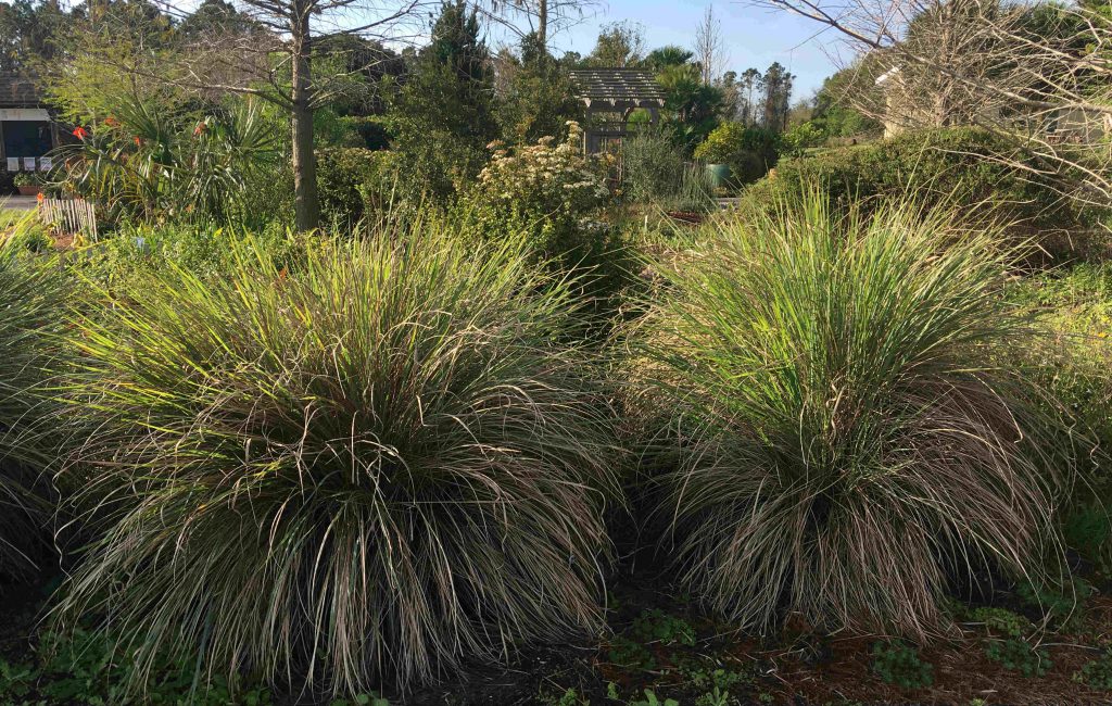 Drought Tolerant Plants For A Florida Friendly Landscape Zone 9 Ufifas Extension Orange County 9520