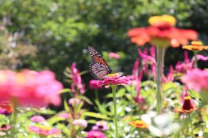 monarch butterfly on pink flower