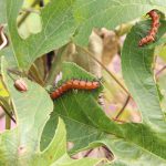 caterpillers eating leaves