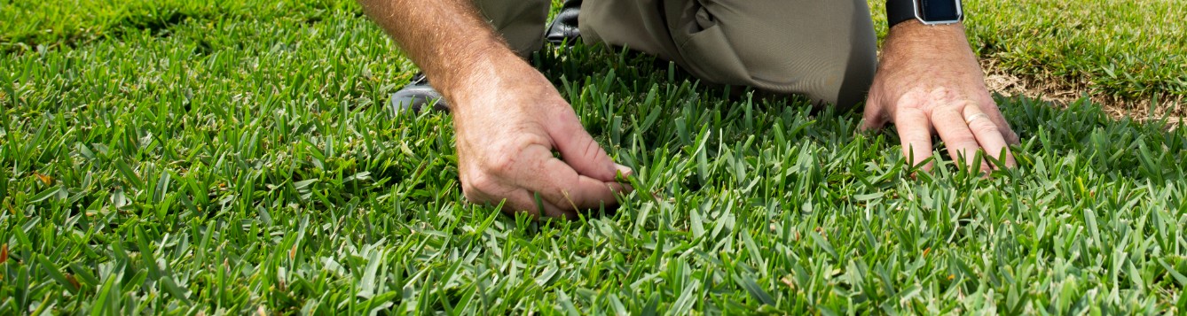 Fertilizer: The quick approach to following laws and feeding turf - UF