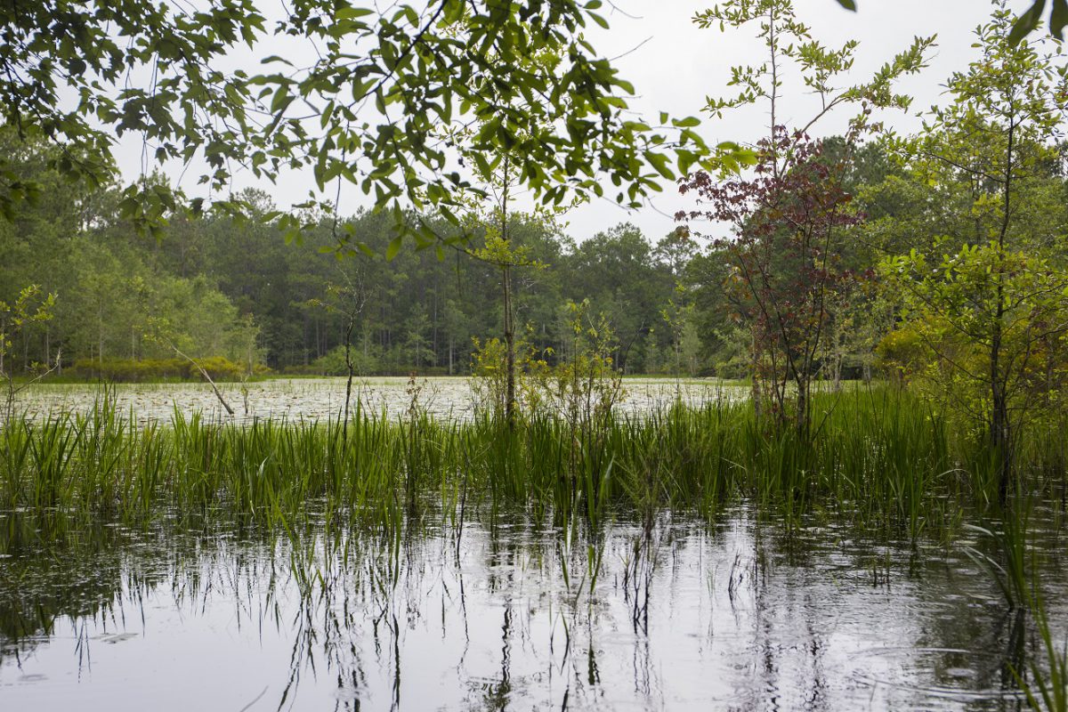 May is American Wetlands Month UF/IFAS Extension Orange County
