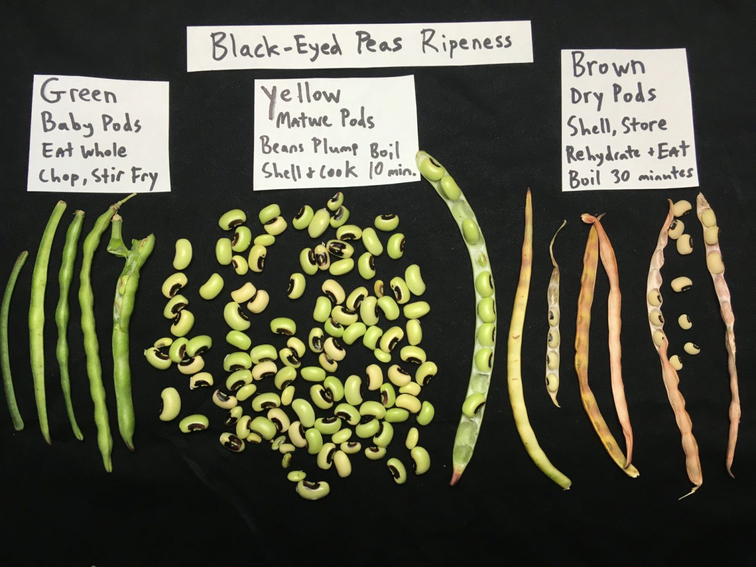 Are My Black Eyed Peas Ripe Ufifas Extension Orange County 4426