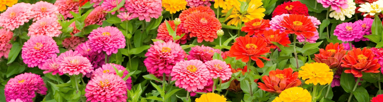 Add Zing Plant Zinnias Ufifas Extension Orange County