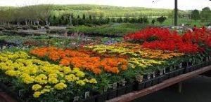 display of flowers at a nursery