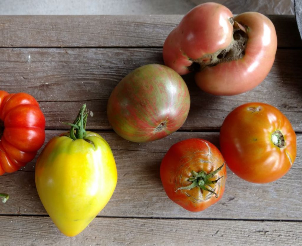 Heirloom Tomatoes The Good, the Bad, and the Ugly (but almost always