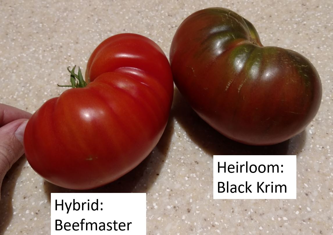 Brandywine Cherry Tomato - Renaissance Farms Heirloom Tomato Seeds