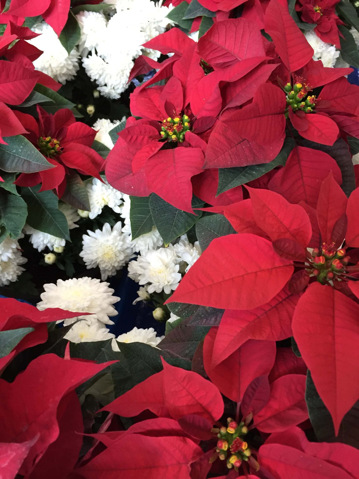 Annual Orange County 4H Poinsettia Sale UF/IFAS Extension Orange County