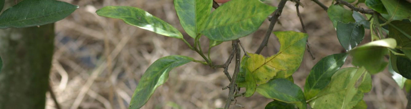 Citrus leaves with the disease HLB or Citrus Greening