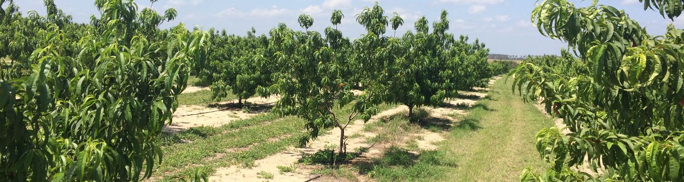 two year old peach trees in an orchard
