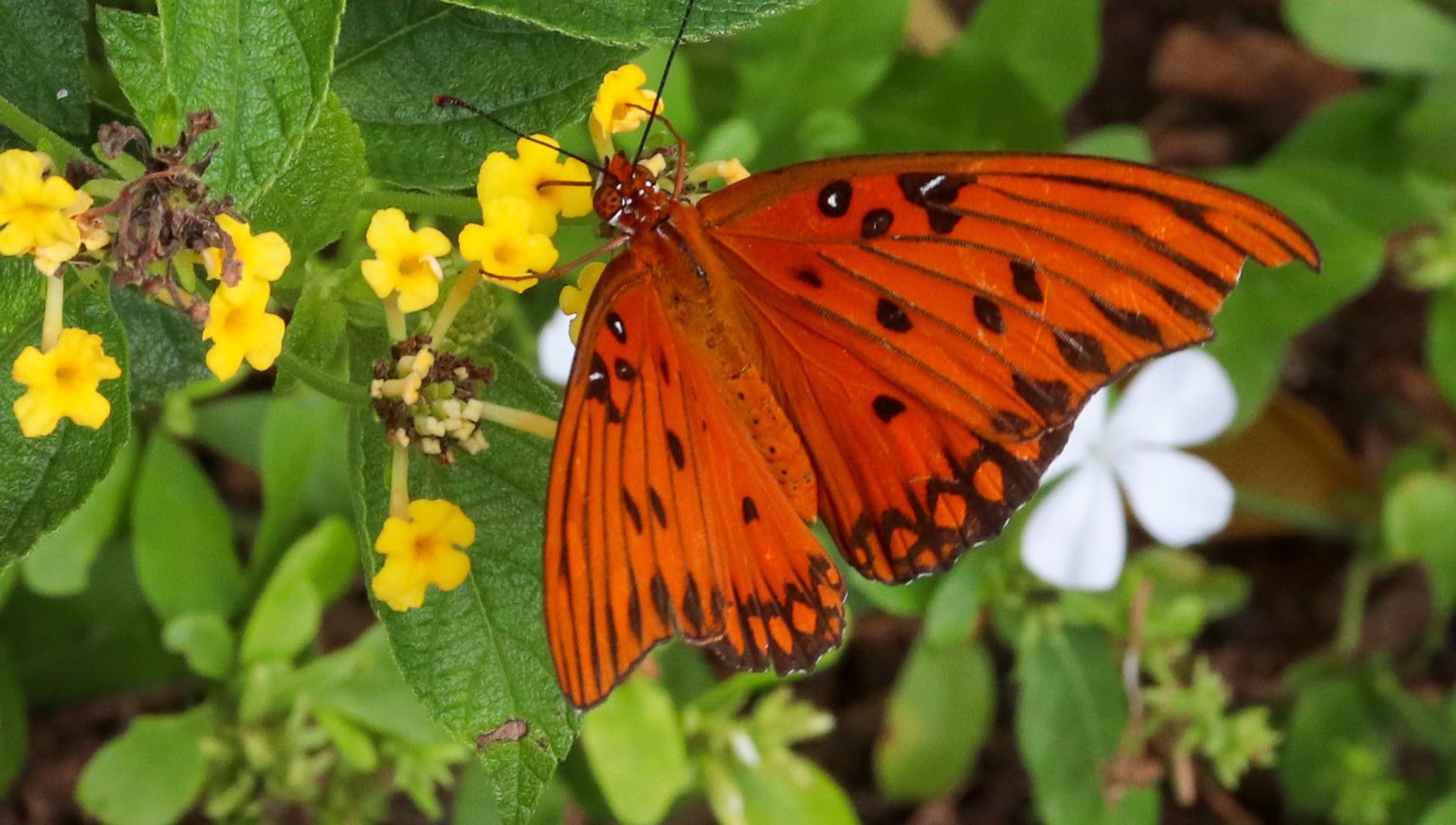 Florida Butterfly Gardening - UFIFAS Extension Orange County