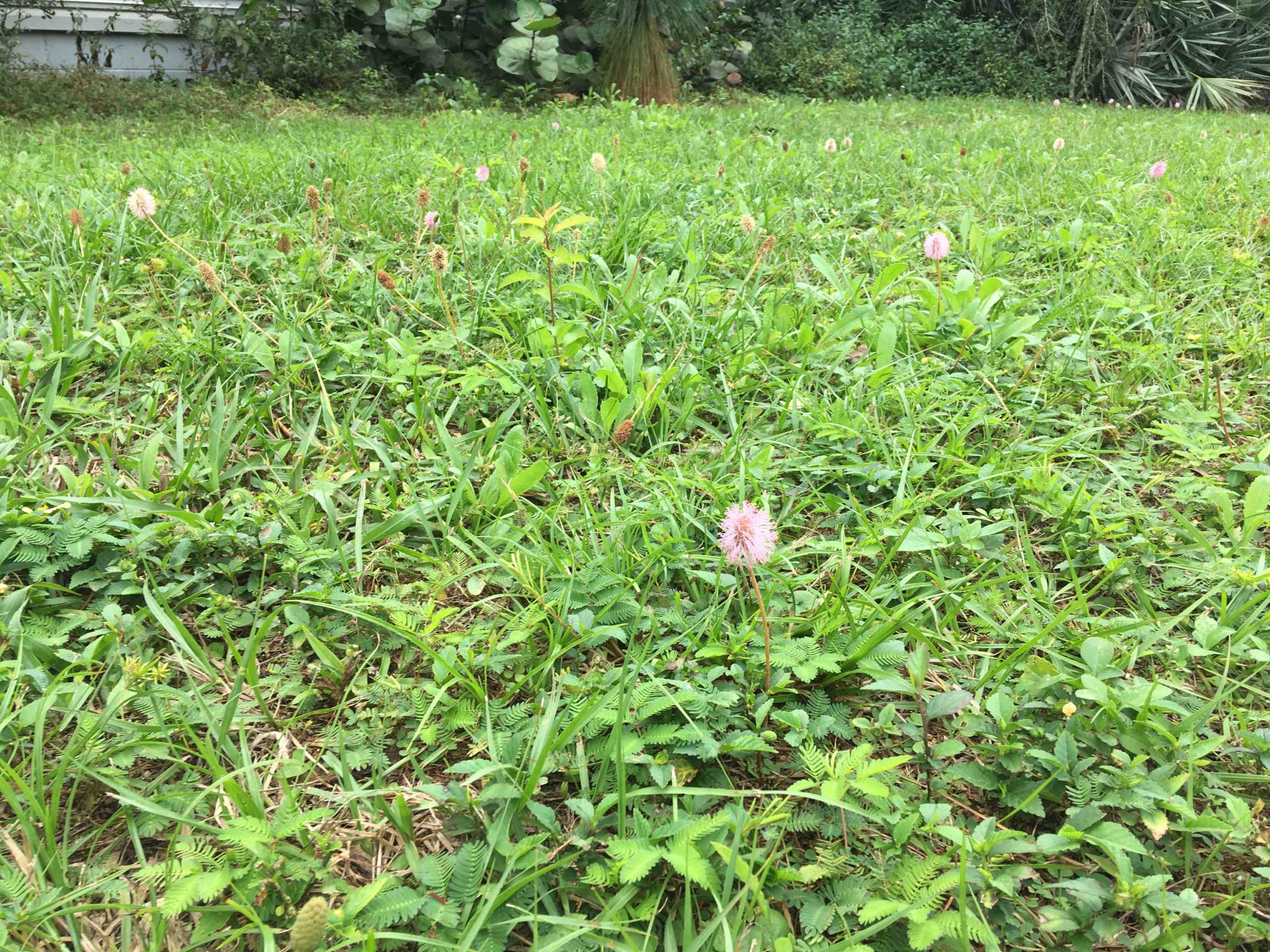 Low Maintenance FloridaFriendly Alternatives to Turfgrass Lawns UF