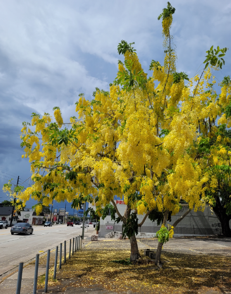 What's in Bloom? …Golden Shower - UF/IFAS Extension Orange County