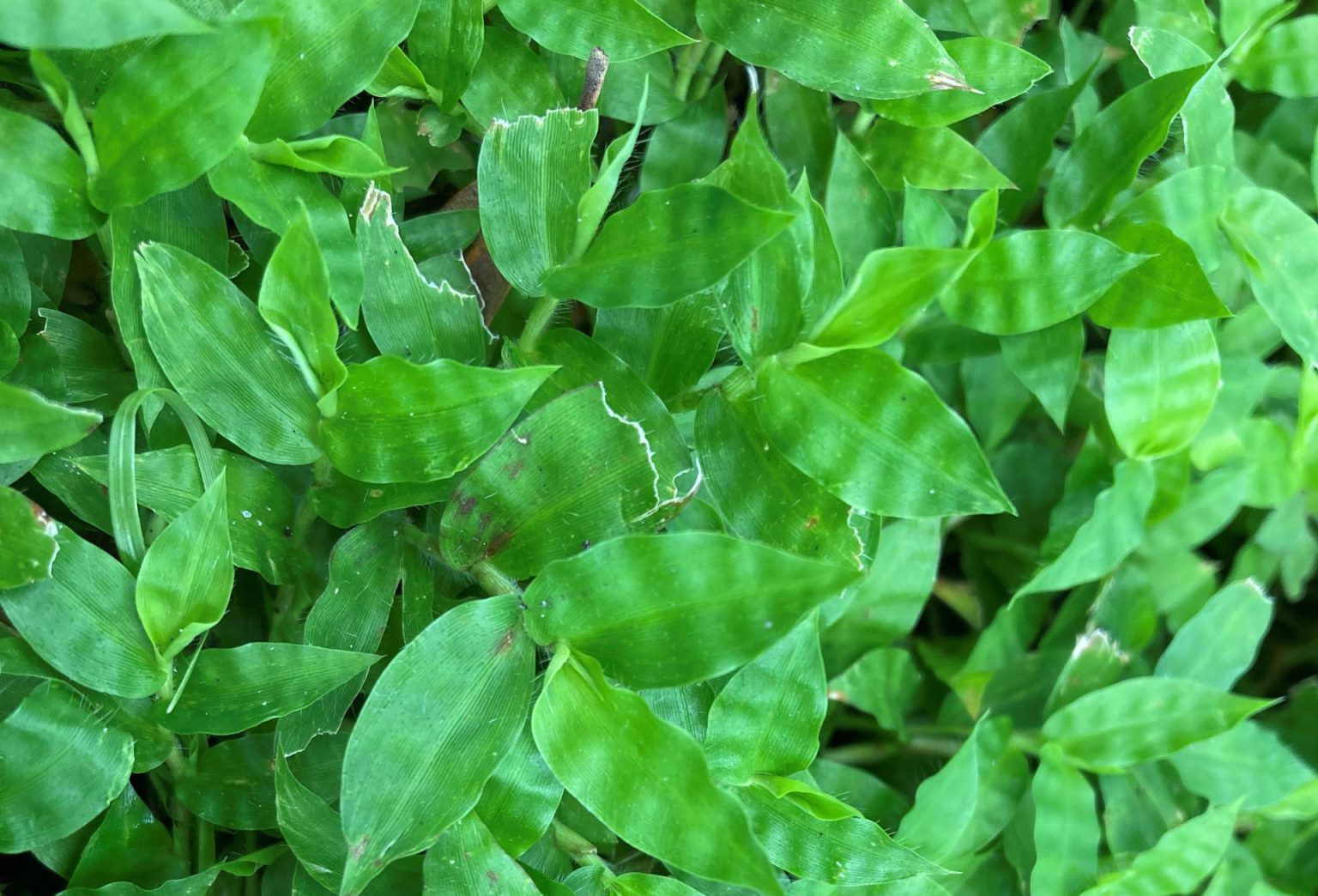 Low Maintenance FloridaFriendly Alternatives to Turfgrass Lawns UF