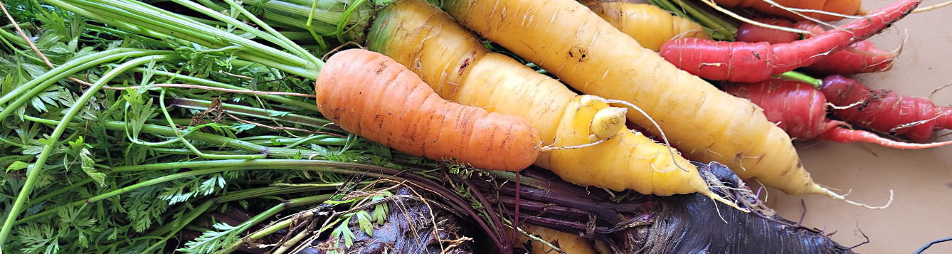 Know Your Vegetables: The Mighty Carrot - UF/IFAS Extension Orange County