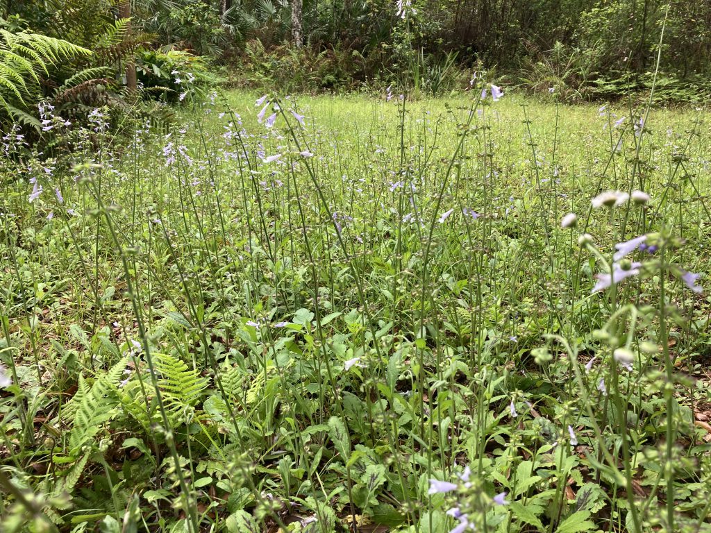 Florida Wildflower Lawns UF/IFAS Extension Orange County