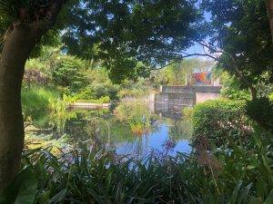 Tropical plants framing a view of a water garden and waterfall