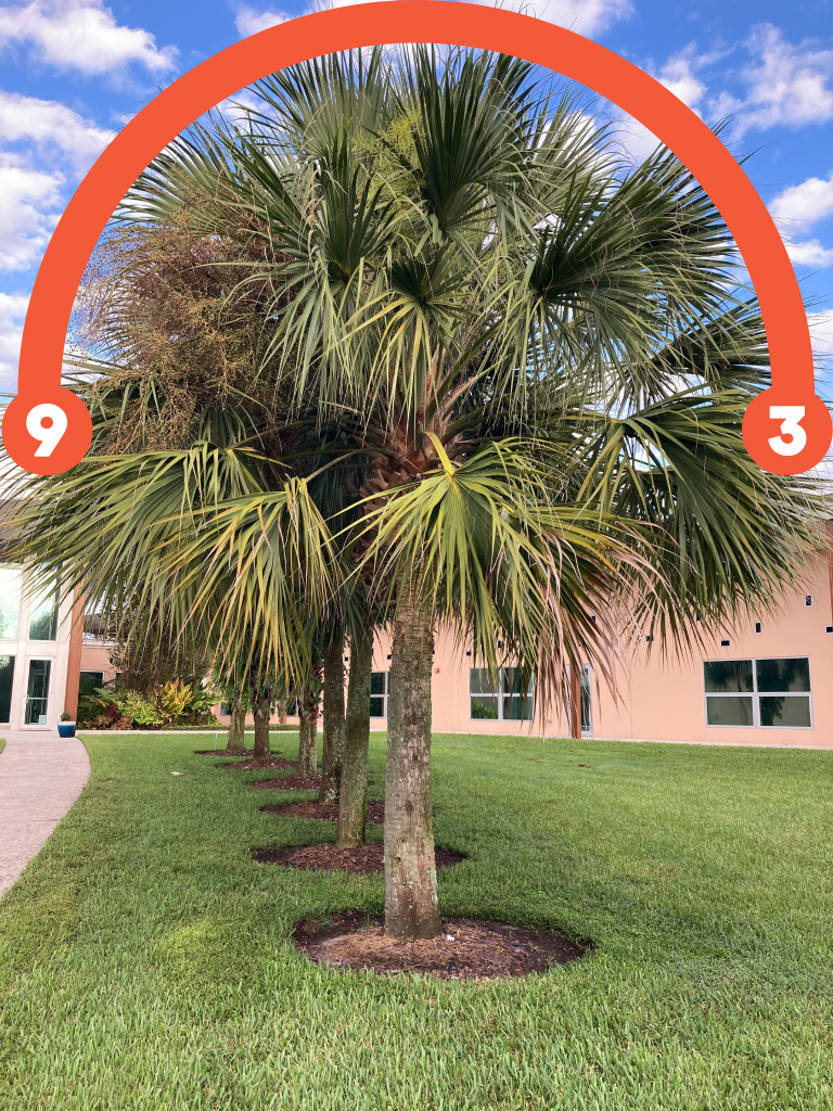 Palm fronds should be pruned no higher than the 9am to 3pm hands on a clock.