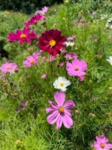 Purple flowers in bloom.
