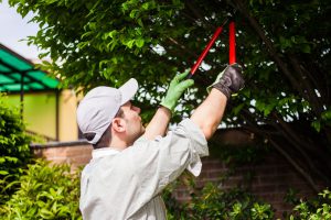guy in stripped shirt, a hat and garden gloves is trimming a tree with red pruners