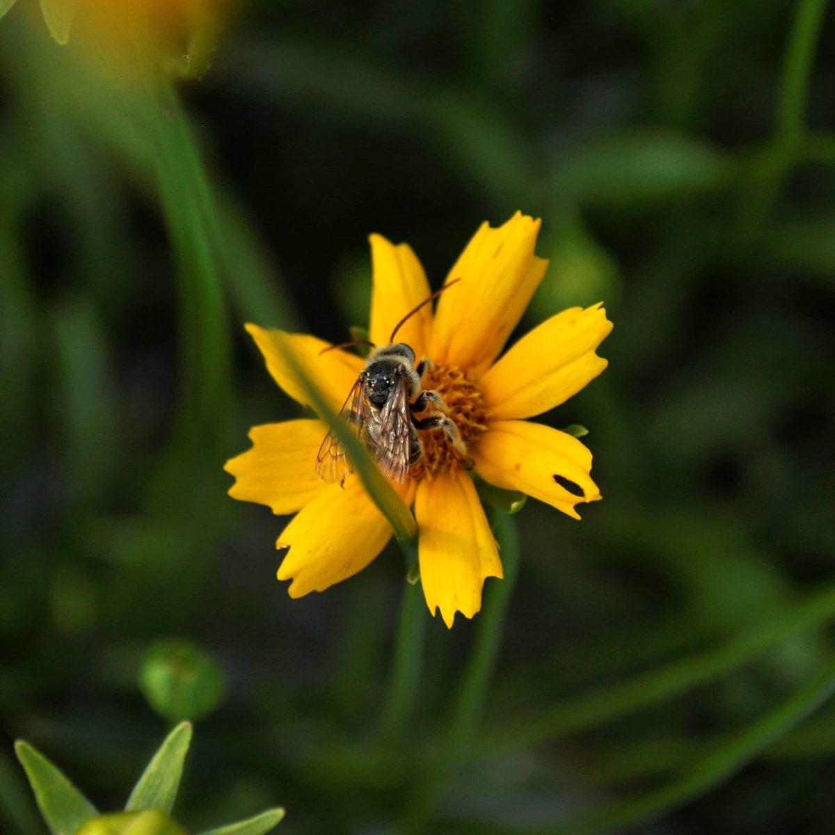 Celebrating National Pollinator Week - UF/IFAS Extension Orange County