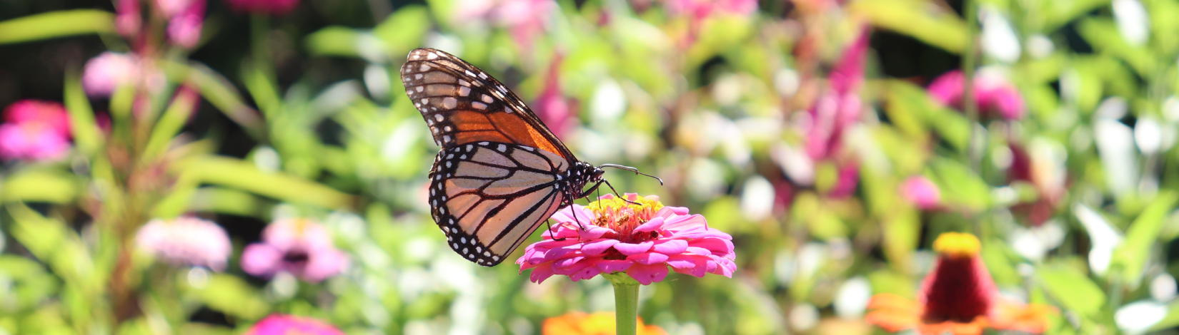 Celebrating National Pollinator Week - UF/IFAS Extension Orange County