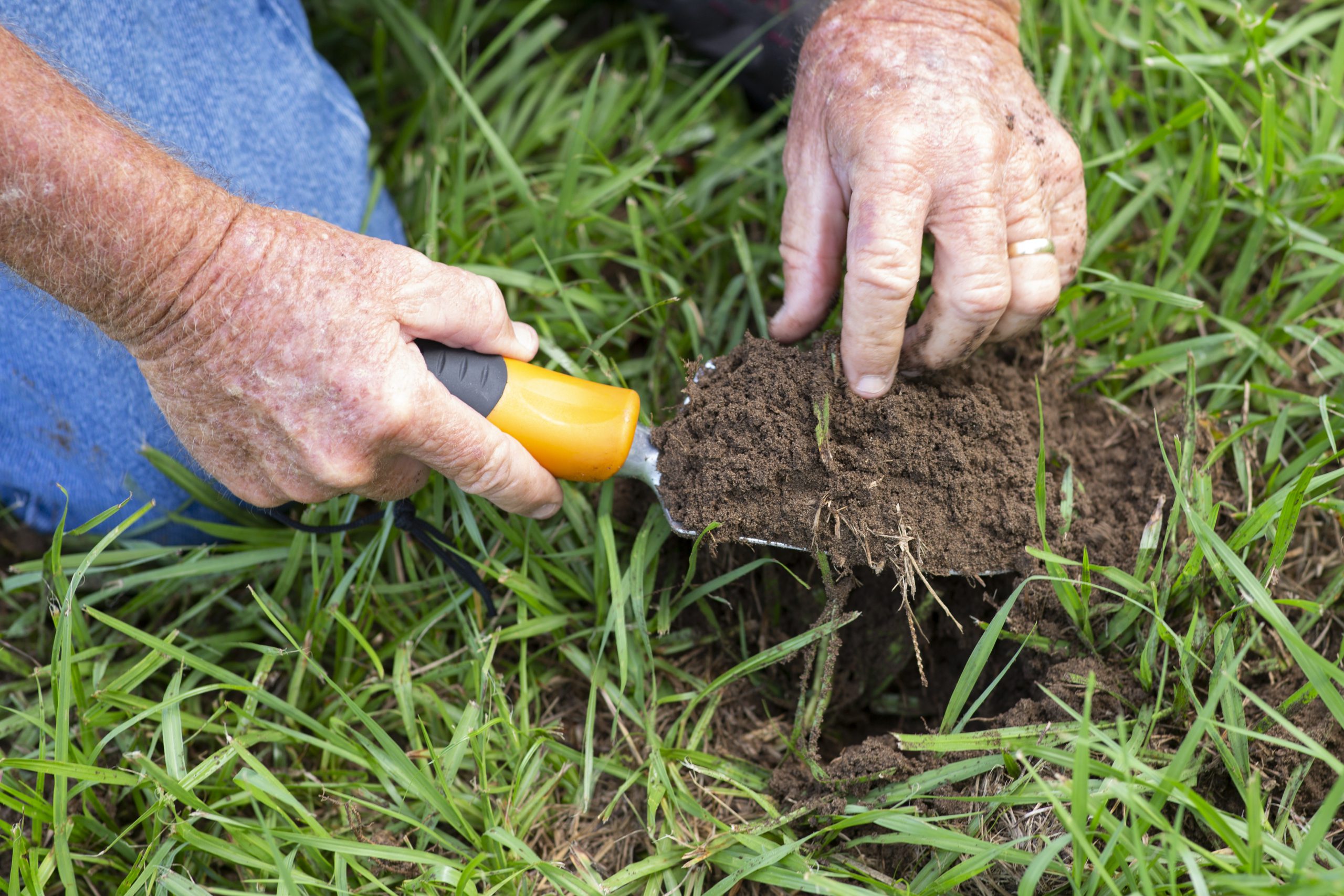 Person kneeling on grass holding a hand shovel full of freshly dug soil