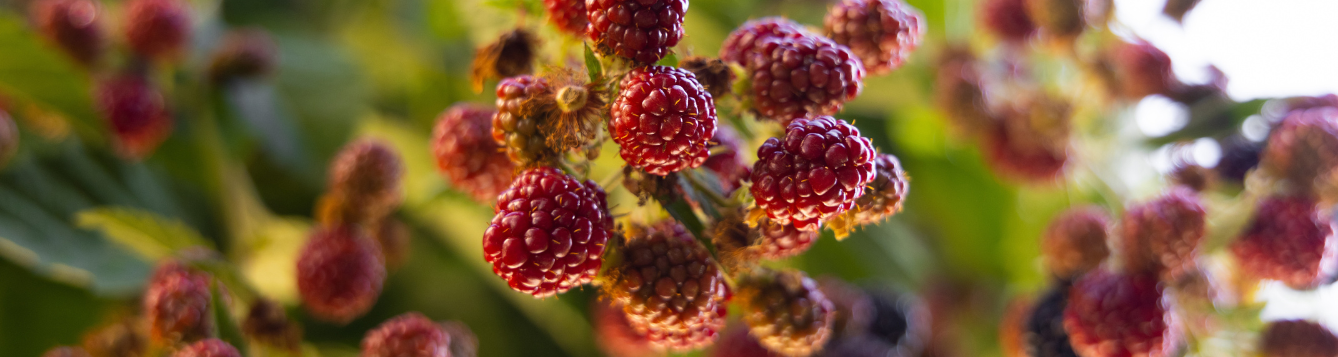 Red Berries for Holiday Decorations - UF/IFAS Extension Orange County