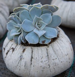 A cement planter shaped like a pumpkin with a succulent growing in it