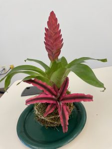 A moss ball with a center bromeliad that is hot pink and looks like a sea star. Growing out the top is a bromeliad with a pink flower blooming.