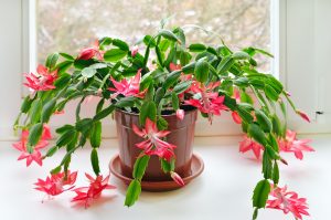 Christmas cactus with pink blooms growing in pot on the window
