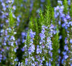 Blossoming rosemary plant with purple flowers on tips 
