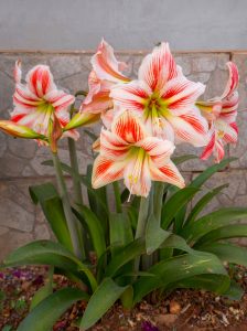 Large Amaryllis flowers sprouting up from a flower bed 