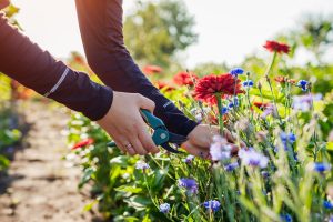 Woman gardener picking red zinnias and blue bachelor buttons in summer garden using pruner. Cut flowers harvest